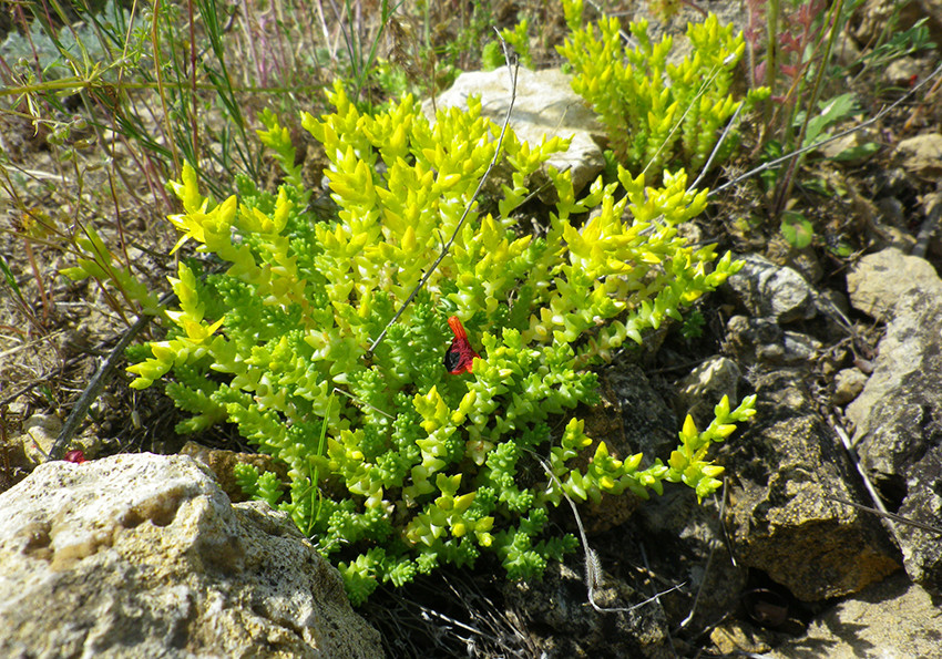 їдкий (Sedum acre)